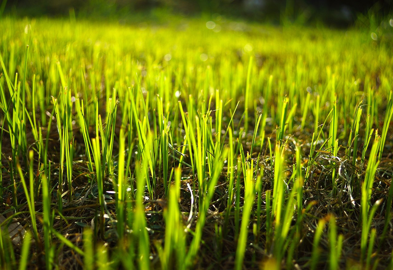 Watering newly deals seeded grass